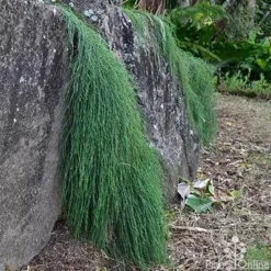 Casuarina Cousin It -Plant Collection Sales Shop casaurina cousin it cascading 1