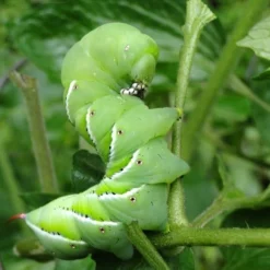 Nature's Way Dipel Caterpillar Killer 40g -Plant Collection Sales Shop caterpillar