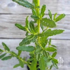 Ceanothus Blue Pacific - Californian Lilac -Plant Collection Sales Shop ceanothus blue pacific leaf
