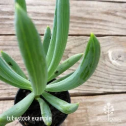 Senecio Chalk Sticks - Succulent 21 Senecio Chalk Sticks - Succulent -Plant Collection Sales Shop chalk sticks leaf 1