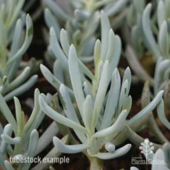 Senecio Chalk Sticks - Succulent 19 Senecio Chalk Sticks - Succulent -Plant Collection Sales Shop chalksticks tubestock