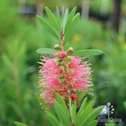Callistemon Pink Champagne -Plant Collection Sales Shop champagne callistemon