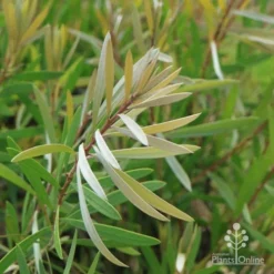 Callistemon Pink Champagne -Plant Collection Sales Shop champagne img 6052