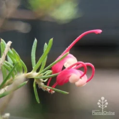 Grevillea Cherry Ripe -Plant Collection Sales Shop cherry ripe flower