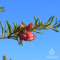 Grevillea Cherry Ripe -Plant Collection Sales Shop cherry ripe flower 1