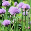 Chives - Seed