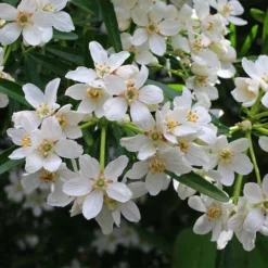 Choisya - Mexican Orange Blossom -Plant Collection Sales Shop choisya flowering