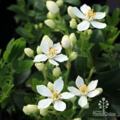 Choisya - Mexican Orange Blossom