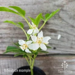 Choisya - Mexican Orange Blossom -Plant Collection Sales Shop choisya tubestock