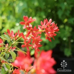 Ceratopetalum Alberys Red - Christmas Bush -Plant Collection Sales Shop christmas bush flowers