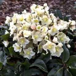 Hellebore Cinnamon Snow - Winter Rose 7 Hellebore Cinnamon Snow - Winter Rose -Plant Collection Sales Shop cinnamon snow garden 1