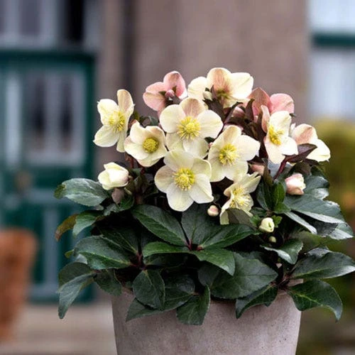 Hellebore Cinnamon Snow - Winter Rose 1 Hellebore Cinnamon Snow - Winter Rose