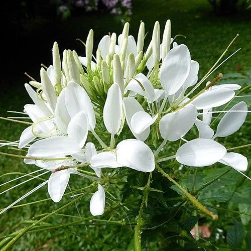 Cleome - Spider Flower - Seed 2 Cleome - Spider Flower - Seed - Image 2