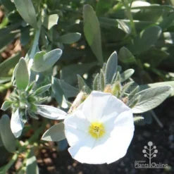 Convolvulus Cneorum - Silverbush -Plant Collection Sales Shop cneorum flower sun