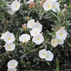Convolvulus Cneorum - Silverbush -Plant Collection Sales Shop convolvulus cneorum silverbush