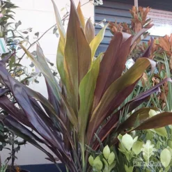 Cordyline Fruticosa Negra -Plant Collection Sales Shop cordyline negra mature