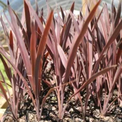 Cordyline Australis Red Sensation -Plant Collection Sales Shop cordyline red sensation tube
