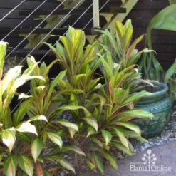 Cordyline Fruticosa Early Morning Diamond -Plant Collection Sales Shop cordyline steves garden