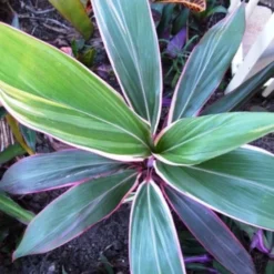 Cordyline Fruticosa Pink Diamond -Plant Collection Sales Shop cordyline pink diamond 1