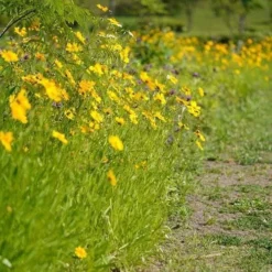 Coreopsis - Seed 9 Coreopsis - Seed -Plant Collection Sales Shop coreopsis border