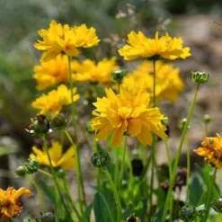 Coreopsis - Seed 7 Coreopsis - Seed -Plant Collection Sales Shop coreopsis flowers