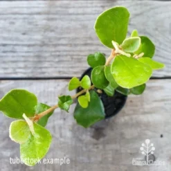 Correa Alba -Plant Collection Sales Shop correa alba leaf 1