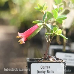 Correa Dusky Bells -Plant Collection Sales Shop correa dusky bells tubestock in flower