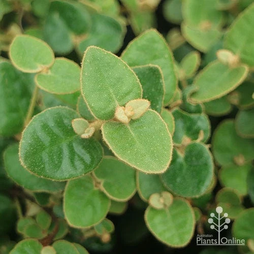 Correa Nummulariifolia - Roundleaf Correa 2 Correa Nummulariifolia - Roundleaf Correa - Image 2