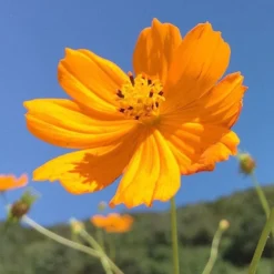 Cosmos Carpet Formula - Seed