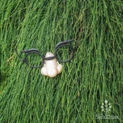 Casuarina Cousin It -Plant Collection Sales Shop cousin it 4 fake nose