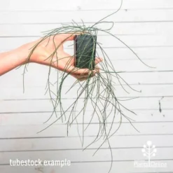 Casuarina Cousin It -Plant Collection Sales Shop cousin it tube af