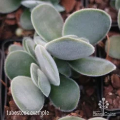 Crassula Dubia - Succulent -Plant Collection Sales Shop crassula dubia tube 1