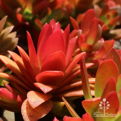 Crassula Campfire - Succulent 3 Crassula Campfire - Succulent - Image 3