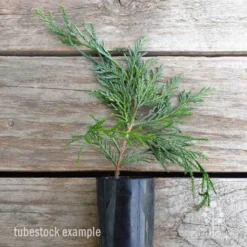 Cupressocyparis Naylors Blue - Leyland Cypress -Plant Collection Sales Shop cupressocyparis naylors blue 1 edited