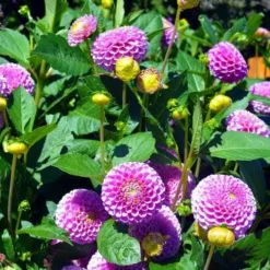 Dahlia Pompon Mix - Seed -Plant Collection Sales Shop dahlia pink pompom