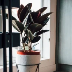 Ficus Elastica Burgundy - Rubber Plant 17 Ficus Elastica Burgundy - Rubber Plant -Plant Collection Sales Shop dark ficus elastica