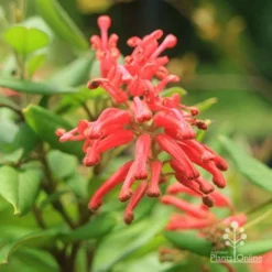 Grevillea Deua Flame -Plant Collection Sales Shop deua flame closeup