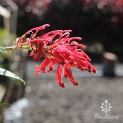 Grevillea Deua Flame -Plant Collection Sales Shop deua flame flower closeup
