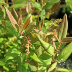 Grevillea Deua Flame -Plant Collection Sales Shop deua flame foliage
