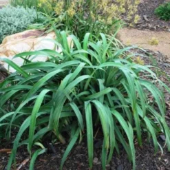 Dianella Cherry Red -Plant Collection Sales Shop dianella cherry red 500