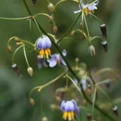 Dianella Cherry Red -Plant Collection Sales Shop dianella tasmanica flowers