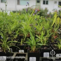 Dianella Little Jess 18 Dianella Little Jess -Plant Collection Sales Shop dianella little jess 1 1