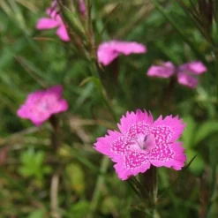 Dianthus - Maiden Pink - Seed -Plant Collection Sales Shop dianthus maiden 2