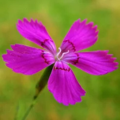 Dianthus - Maiden Pink - Seed -Plant Collection Sales Shop dianthus maiden 3
