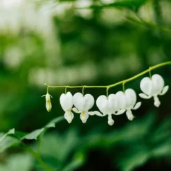 Dicentra Alba - Bleeding Heart - 75mm BIGGER Size -Plant Collection Sales Shop dicentra alba stem