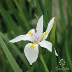 Dietes Tiny Dancer- Wild Iris - 68mm BIGGER Size -Plant Collection Sales Shop dietes tiny dancer flower 1