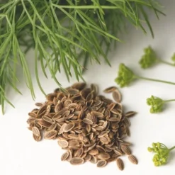 Dill - Seed -Plant Collection Sales Shop dill seed leaf flower