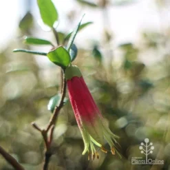 Correa Dinner Bells -Plant Collection Sales Shop dinner bells flower close