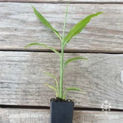 Zingiber - Edible Ginger -Plant Collection Sales Shop edible ginger