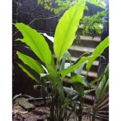 Zingiber - Edible Ginger -Plant Collection Sales Shop edible ginger full